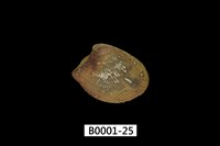 藏品(銀錦蛤)的圖片